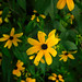 Susan Brace Photo 31