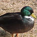 Don Ware Photo 19