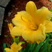 Teresa Flowers Photo 18