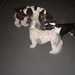 Susie Wiley Photo 17