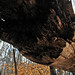 Virginia Woods Photo 22