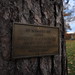 Chester Lyons Photo 2