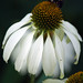 Michelle Swan Photo 35