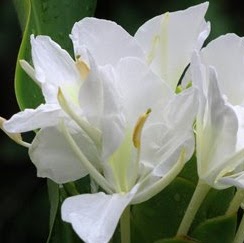 Carole Gray Photo 43