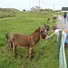 Helen Bradley Photo 17