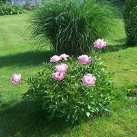 Linda Devers Photo 24