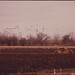 Annette Rowe Photo 9