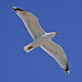 Margaret Herring Photo 11