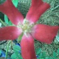Judy Guthrie Photo 9
