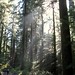 Gina Forest Photo 5
