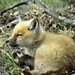 Dave Woodruff Photo 15