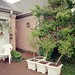 Rose Bloom Photo 21