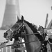 Naser Hamad Photo 16