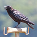 Scott Crow Photo 23