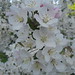 Mary Potter Photo 28