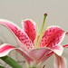 Octavio Cortes Photo 27