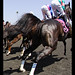 Ann Cannon Photo 29