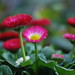 Deborah Wilder Photo 21