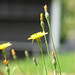 Cynthia Flowers Photo 12