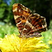 Gene Sommers Photo 8
