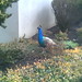 Michelle Peacock Photo 16