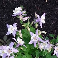 Kathleen Caron Photo 22