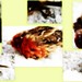 Sylvia Sharp Photo 26