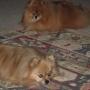 Cindy Reece Photo 25