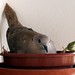 Jill Ayers Photo 24