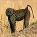 Jonathan Faulkner Photo 12