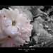 Jacinto Rosa Photo 14
