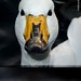 Sandra Andersen Photo 19