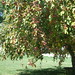 Sharon Lillie Photo 9