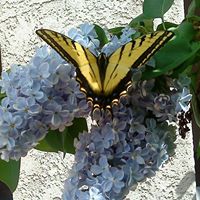Lori Gunderson Photo 19