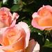 Rose Ross Photo 44