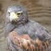 Henry Harris Photo 24
