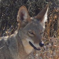 Charles Farris Photo 41