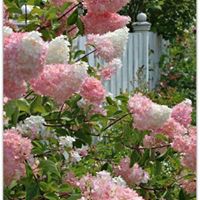 Kathy Hatton Photo 33