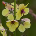 Duane Wilder Photo 10