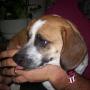 Dana Spaulding Photo 18