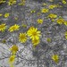 Dianne Frazier Photo 14