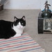 Cynthia Kitchens Photo 9