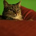 Carolyn Olive Photo 12