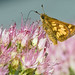 Wayne Peck Photo 16