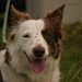 Collie Young Photo 8