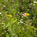 Elizabeth Varga Photo 12