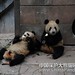 Jie Long Photo 14