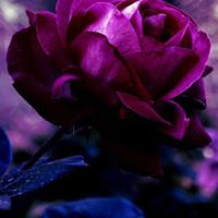 Ruby Flowers Photo 22
