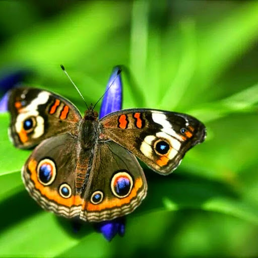 Steve Lewis Photo 41