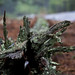 Mark Tribble Photo 24